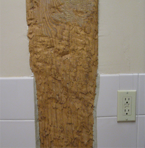 Post chewed by horse in Alpha Building